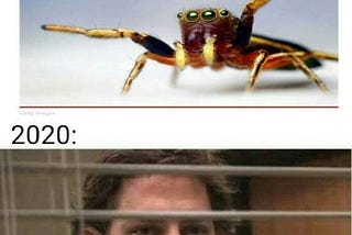 #1 Spiders 🕷️🕸️