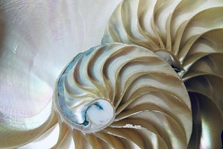 A shell…