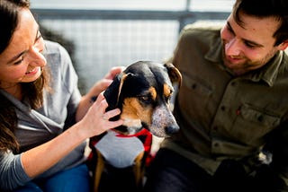 Furry Facilitators: Enhancing Meeting Dynamics Through Therapy Dogs