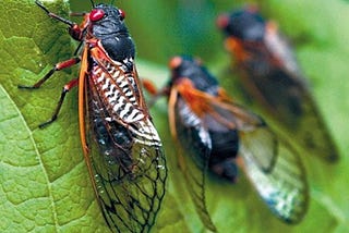 Millennial Cicadas Threaten to Cancel CicadaMania2021