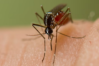 Finally, Scientists Explain Why Mosquitoes Relentlessly Bite Some People And Ignore Others