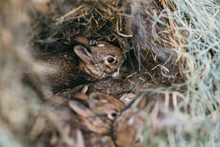 How does a bunny mourn?