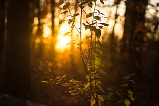 first rays of sun peeking through older trees, with a thin sapling in the foreground