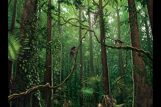 Primates may have evolved in a place we never expected