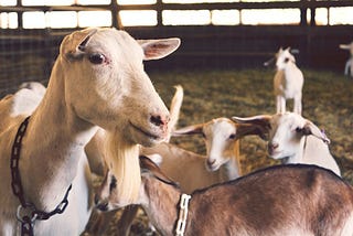 Tom Brady to Mull Over Future Amongst His Offspring at Goat Farm