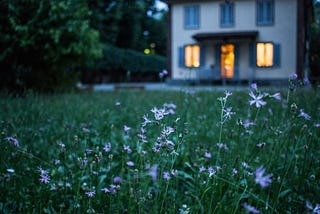 Twilight view of a wildflower garden, with a house in the background with lights in the downstairs windows