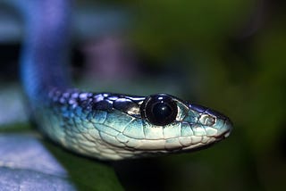 A Tree Snake Astray