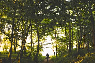 A walk in the woods.