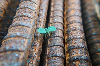 A clover growing in between concrete.
