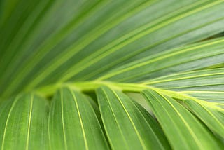 Easter Perspectives: Palm Sunday Parade