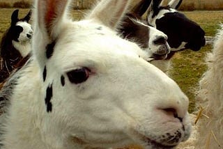 Do Animals Think in the Abstract?