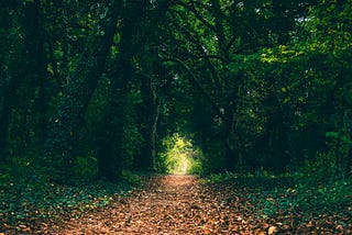 A mysterious forest path. Green forest with leaves covering the path.