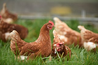 An image of multiple chickens on a green meadow, photographed low from the ground. The chickens have a brown coat color. One chicken in the center is photographed in profile, head held high.