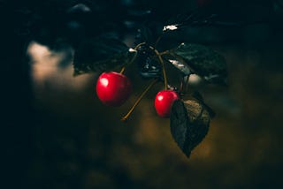 bright red apples hanging from a leafy branch