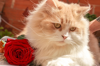cat and rose