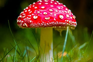 EDIBLE FUNGI