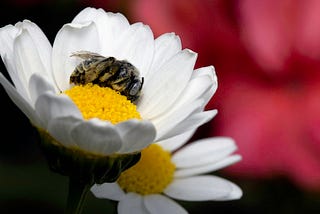 A bee sleeps in a daisy. A red flower is blurred in the background.