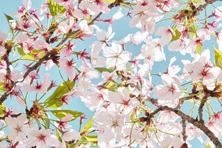 On the Appreciation of Beauty