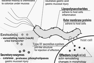 Figure shows the defense mechanism of helicobacter pylori and how it penetrates the cell.