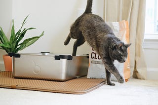 Steer Clear of Kitty Litter