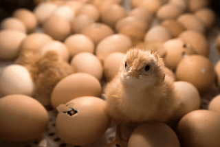 Viruses and Baby Chickens