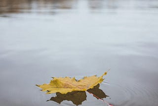 a yellow maple leaf floating on the surface of a lake