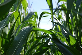 How Farm-to-Table Initiatives Will Drive Farmland Prices Up