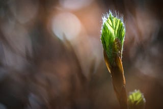 Powerful First-Sentence Techniques for Personal Essays and Creative Nonfiction