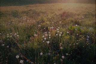 Dandelions