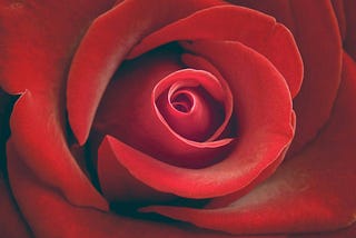 The center of one red, red, rose of passion and possibilitiess