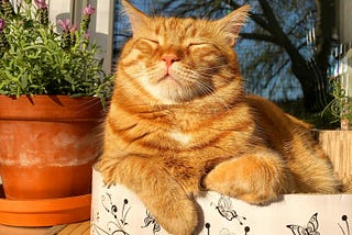 A ginger cat sits peacefully dozing in the sun.