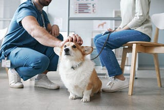 Animal Care Services in Oxford for Your Pet’s Health