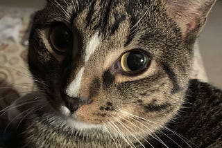 Dogs just want to be near their people; cats are all about the stuff.