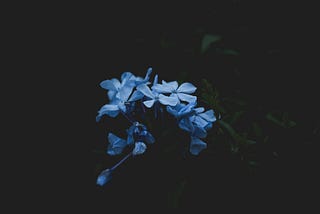 Blue Carnations 2.0 : A Short Story I Wrote While High on Caffeine