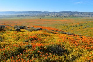 Death & Wildflowers