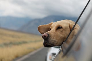 The “Pawfect” Guide to RV Camping With Dogs: All You Need To Know