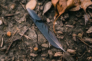 A bird feather on a forest floor.