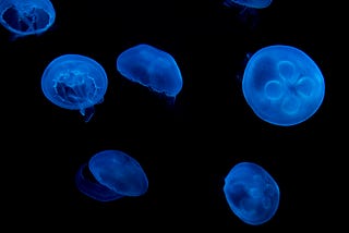 bioluminescent jelly fish