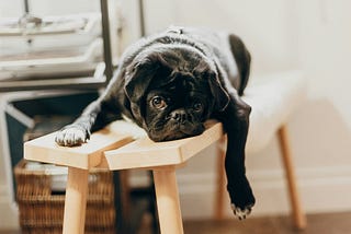 A black pug dog slumped on a stool with one leg dangling