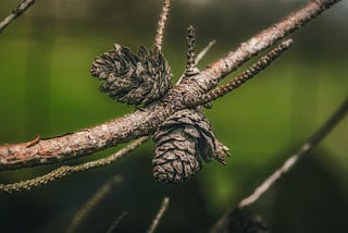 Are Southern Forests Ready for Climate Change?