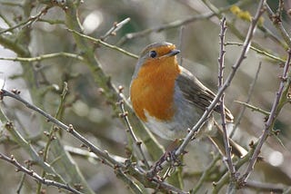 Photo of Red Robin sitting on some branches in the winter.