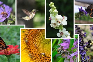 The Plight of Pollinators: Protecting Nature’s Unsung Heroes