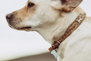 The 6 Best Flea Collars for Dogs — Reviews & Top Picks