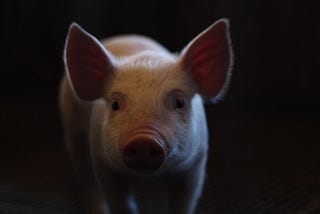Should Christians Eat Pork?