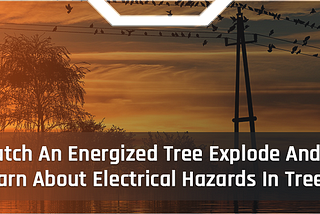 Watch An Energized Tree Explode And Learn About Electrical Hazards In Trees