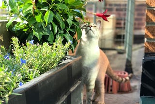 Cat with white and light orange fur and a striped tail rubbing against a potted plants with green leaves