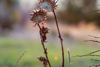 Seven Ways to Dispose of Garden Weeds