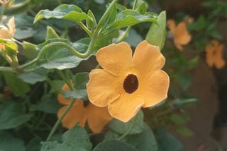 Miss Thunbergia