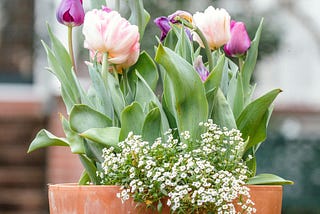 Spring flowers in a garden pot.