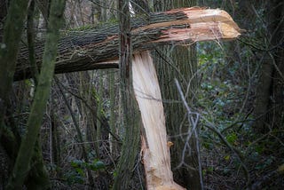 The Tree Snapped in Half